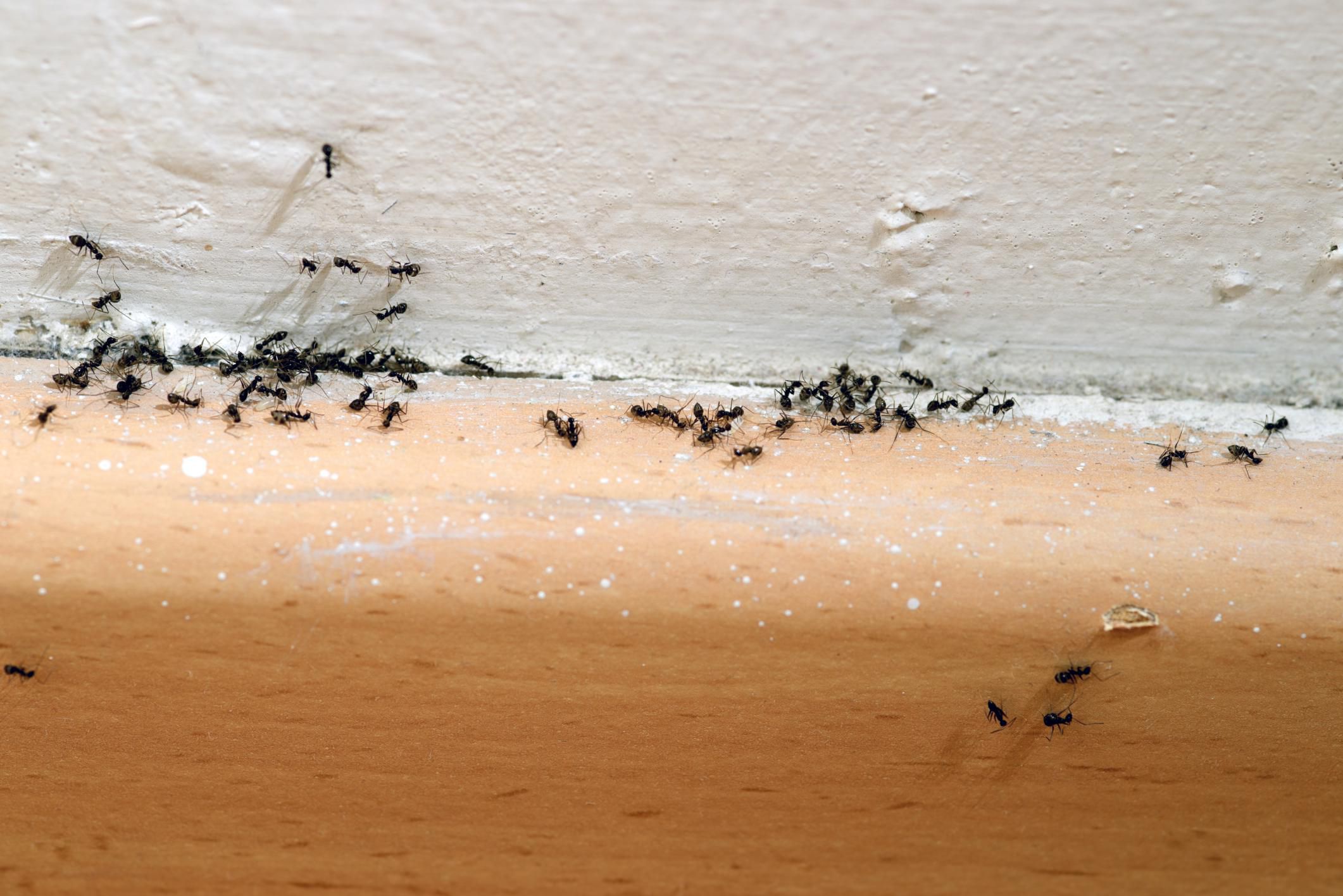 A Deeper Look Into The Life of Ants That Exist In Your House